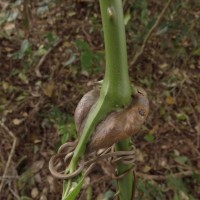 Smilax perfoliata Lour.